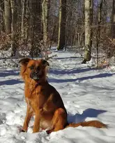 Rettungshund Niki im Schnee sitzend im Wald