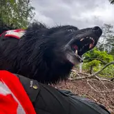 Rettungshund der zur Anzeige bellt im Wald bei der Ausbildung zur Suchhund