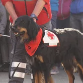 Rettungshündin Ayuna der Rettungshundestaffel Reutlingen ds DRK