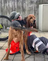 Bloodhound mit hundeführer der auf dem Boden sitzt