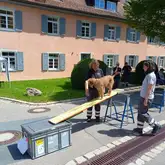Trainingsgeräte für Hunde mit einer steirischen Rauhaarbracke die auf einem Brett läuft