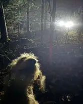Hund im Wald mit Scheinwerfern aus dem Hintergrund