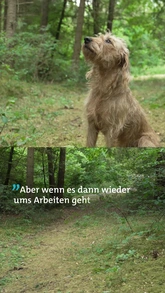 Hund im Wald vor und während der Arbeit als Rettungshund