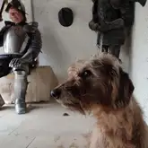Vermisstensuchhund Cäthe bei der Suche im Traumland