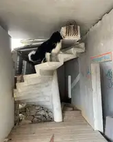 Rettungshund in den Trümmern läuft eine Treppe in einem zusammengestützten Gebäude hoch