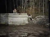 Person sitzt auf Natursteinen und Hund mit Kenndecke lehnt sich daran und bellt
