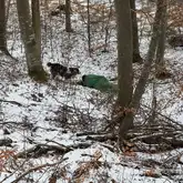 Im Wald mit Schnee steht Hund mit Kenndecke vor Person und Bellt als Anzeige