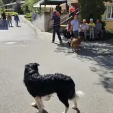 Australian Shepherd steht auf einem Platzund schaut ein paar Menschen hinterher
