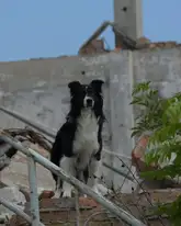 Hund steht in einem Trümmergelände