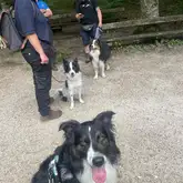 Drei Hunde mit Frauchen sitzen auf einem Schotterplatz