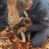 Welpe wir im Wald auf Laub von Mensch gekuschelt