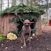 Rettungshund Cinna hat gefunden und bringt aus einer kleinen Hütte ihre Bestätigung in Form eines Dummys zurück