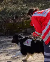 Rettungshund mit Kenndecke beim Ansetzen zur Suche