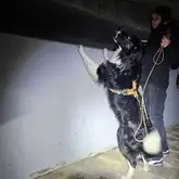 Hund steht an Wand und versucht Geruchsartikel zu erriechen