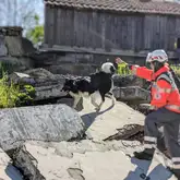 Rettungshundeführerin mit Helm und sonstiger PSA aus Reutlingen schickt ihren Australian Shepherd Suchhund über die Beton Trümmer
