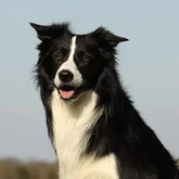 Border Collie ausgebildet zum Suchhund für die Vermisstensuche