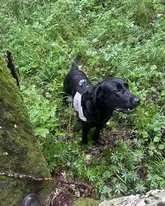 Rettungshund steht vor einem Baum bei einer Anzeige