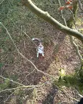 Suchhund mit Kenndecke von Oben im Wald