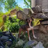 Scuhhund Emma steht in den Trümmern beim Training und wartet auf Signal