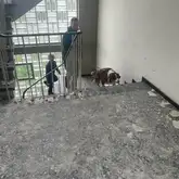 Hund und Hundeführer laufen in einem Abrissgebäude die Treppe hoch