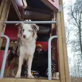 Australian Shepherd Vermisstensuchhund beim Training wie er eine Person gefunden hat