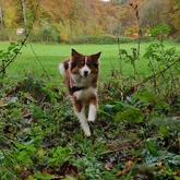 Australian Shepherd Hund springt durchs gebüscht beim Training zur Vermisstensuche
