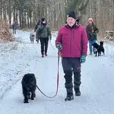 Personengruppe mit Hunden bei Winterspaziergang im Wald