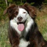 Australian Shepherd Profilbild