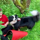 Rettungshund mit Kenndecke steht in der Wiese bei einem Kind
