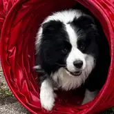 Border Collie Finnley beim Geäte Training kommt aus einer dunklen Röhre raus