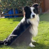 Border Collie Profilbild