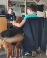 Ein Bloodhound Mantrailer steht neben einem Kind auf einem Stuhl