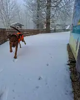 Mantrailhund verfolgt Spur auf einer Schneedecke