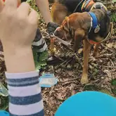 Mantrail Hund im Wald