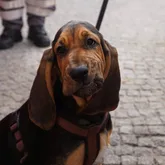 Mantrailer Hund Profilbild