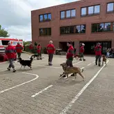 mehrere Rettungshundeteams auf einem Platz bei einer Vorführung im Gehorsam