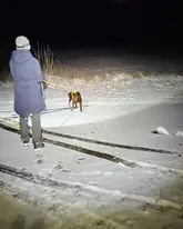 Mantrailerteam im Schnee