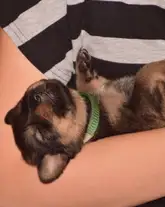 Rettungshund Gino als ganz junger Welpe liegt und schläft