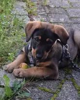 Rettungshund Gino als Welpe