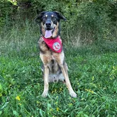 Therapiehund beim Shooting