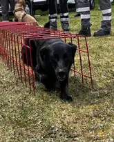 Suchhund Marla von der Schwäbischen Alb bei einer Vorführung wie sie durch einen Gittertunnel auf einer Wiese robbt