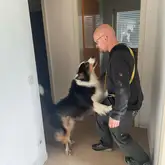Rettungshund Rückverweiser zeig bei Herrchen Hundeführer durch anspringen an, dass er was gefunden hat