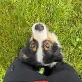 Australian Shepherd schaut durch die Beine nach Oben
