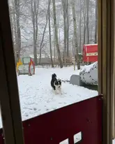 Rettungshund rennt in einem Vergnügungspark über eine SChneefläche