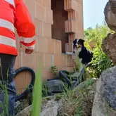 Hund steht auf Trümmern neben einem unfertigen Gebäude