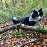 Rettungshund Australian Shepherd mit Kenndecke rennt durch den Wald