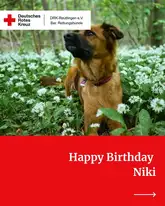 Titelbild zum Geburtstag Hund in einer Blumenwiese