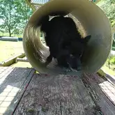 Hund schnüffelt durch eine Röhre