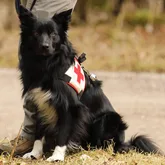 Hund mit Kenndecke zur Vermisstensuche von der Rettungshundestaffel