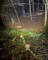 Person klettert im Wald einen Baum hoch